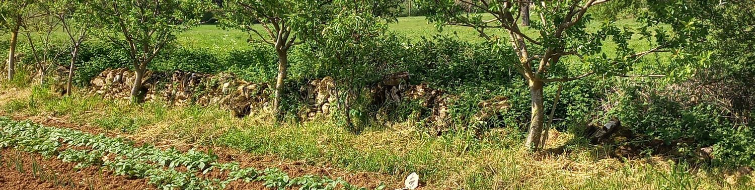 Bandeau_haie_fruitiere_2